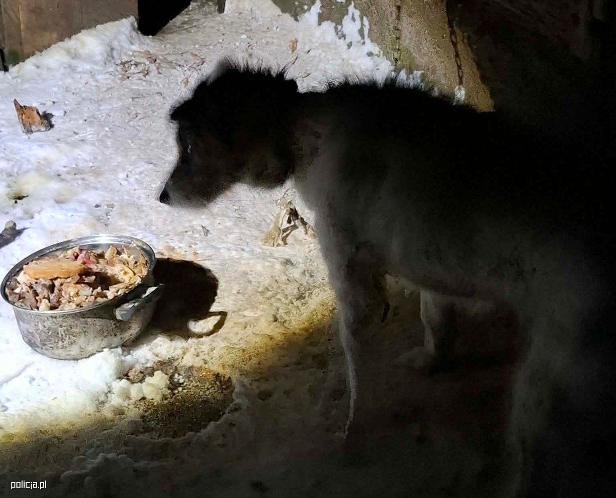 Nic słodszego dzisiaj nie zobaczysz. "Jak w piosence"