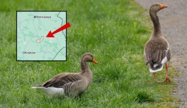 Tragiczne wieści ze Szwajcarii. Zmarł 18-latek ranny w Crans-Montanie