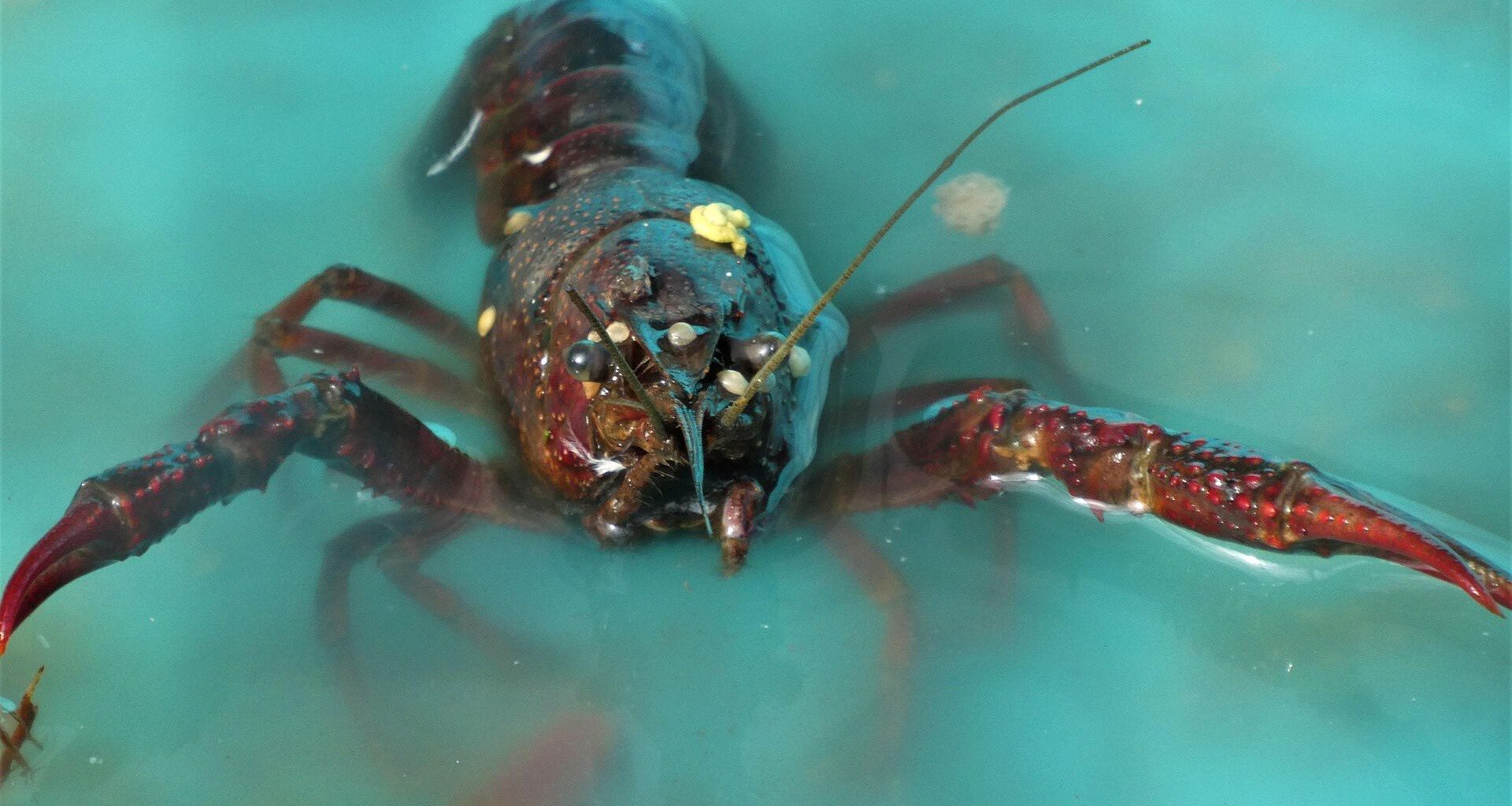 Gripen przegrał z F-35. Nic tego nie zapowiadało