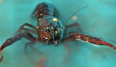 Gripen przegrał z F-35. Nic tego nie zapowiadało