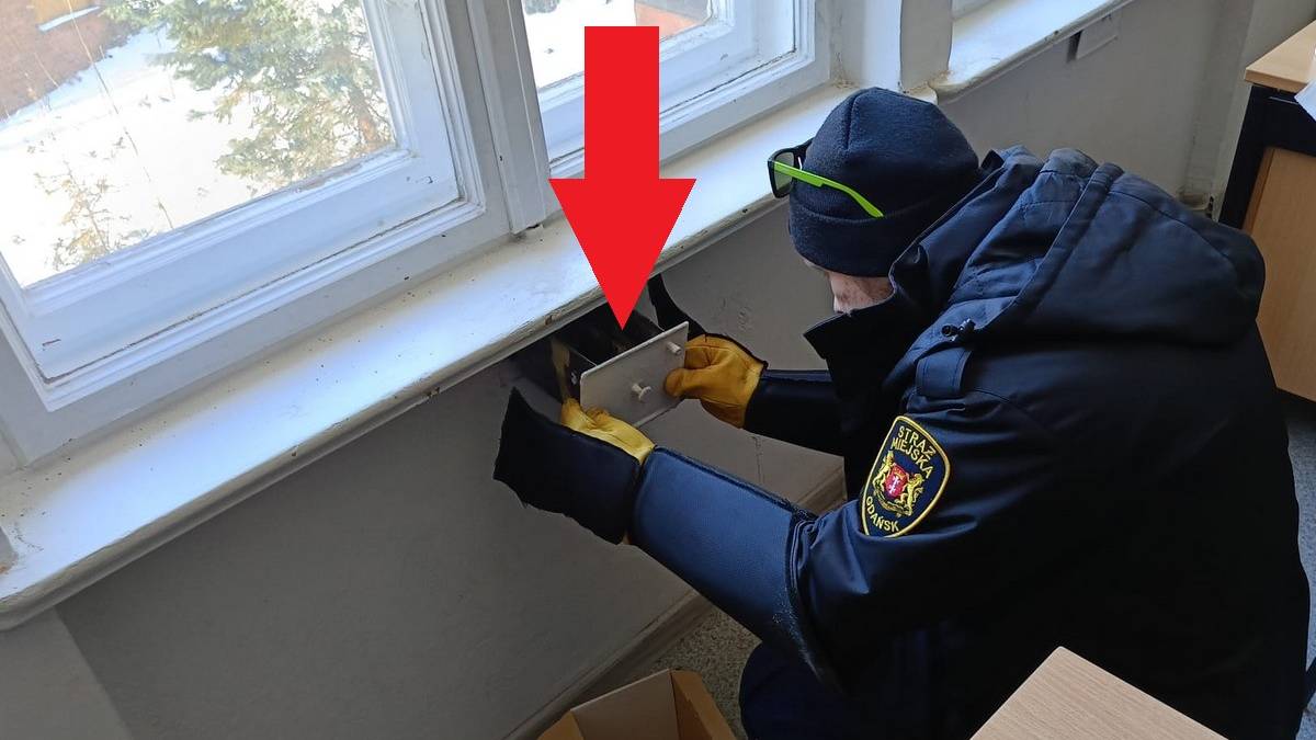 Strażnik miejski bada otw&oacute;r pod parapetem w szkole, gdzie znaleziono nietoperze.