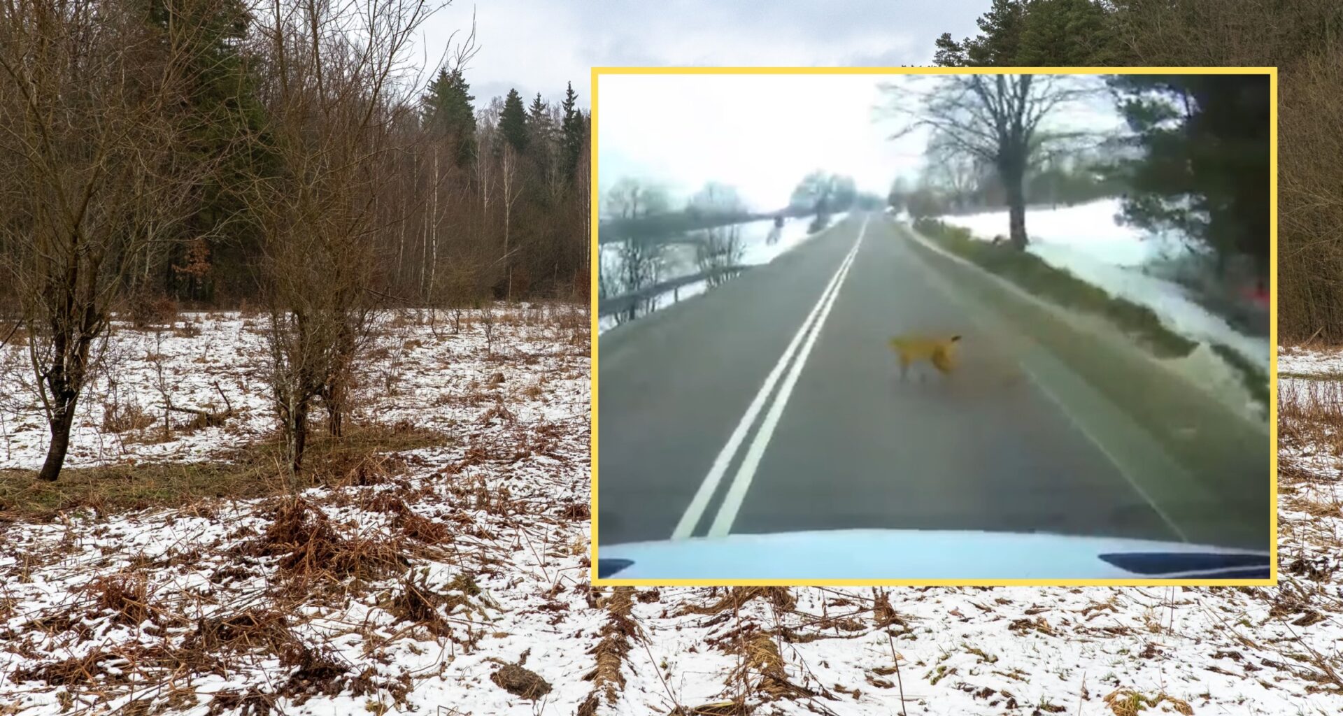 Leśnicy z Podkarpacia pokazali nagranie. Ryś przebiegł tuż przed autem (facebook.com/NadlesnictwoKrasiczyn)