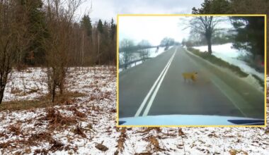 Leśnicy z Podkarpacia pokazali nagranie. Ryś przebiegł tuż przed autem (facebook.com/NadlesnictwoKrasiczyn)