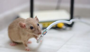 Dostawca internetu ogłasza upadłość. Powód? Tego nikt się nie spodziewał