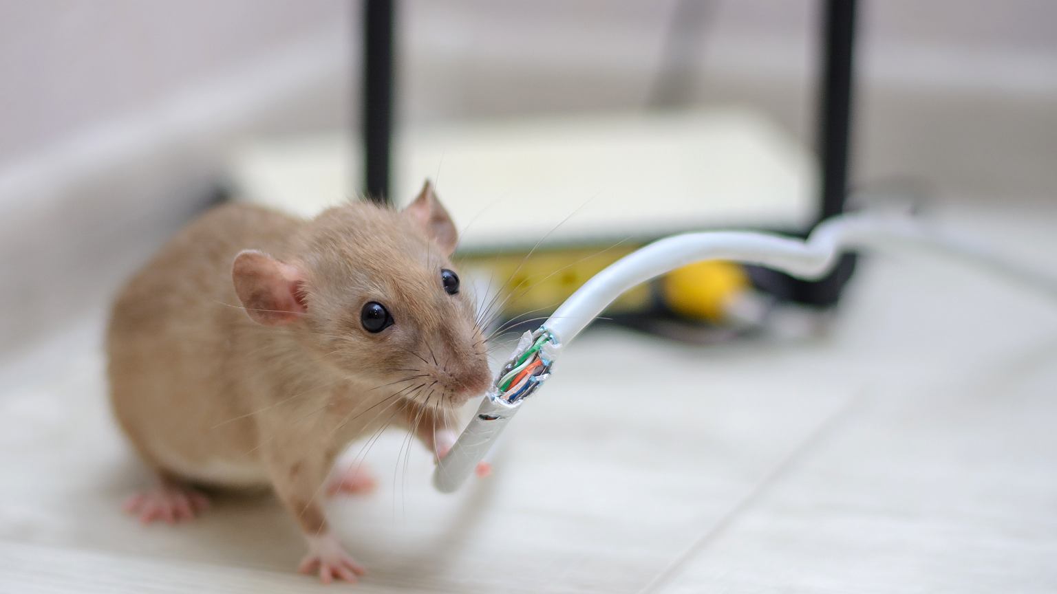 Dostawca internetu ogłasza upadłość. Powód? Tego nikt się nie spodziewał