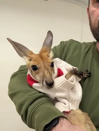 Kangurzyca Stefcia ze stołecznego zoo 