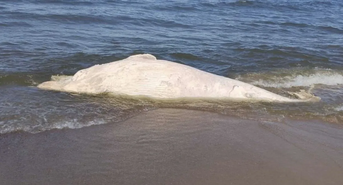 Na plaży w Mikoszewie znaleziono martwego wieloryba