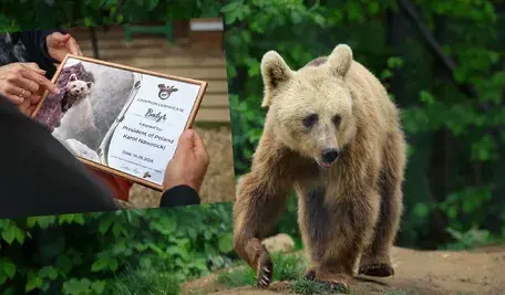 Miś Batyr i certyfikat jego adopcji przez Prezydenta Karola Nawrockiego