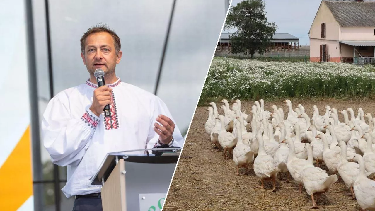 Polska gęsina podbije UE dzięki certyfikatowi. "Można uzyskać 2-krotność przychodów"