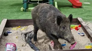 Dziki pojawiły się na placu zabaw na Bemowie