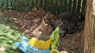 Dziki pojawiły się na placu zabaw na Bemowie