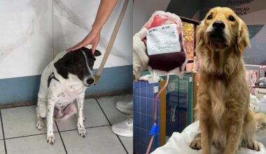 Golden retriever doa sangue para salvar a vida de amiguinha
