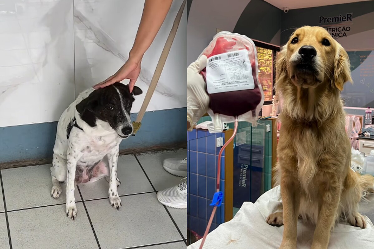 Golden retriever doa sangue para salvar a vida de amiguinha