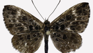 Nova borboleta da Amazônia revela interação com formigas - 29/07/2025 - Ciência