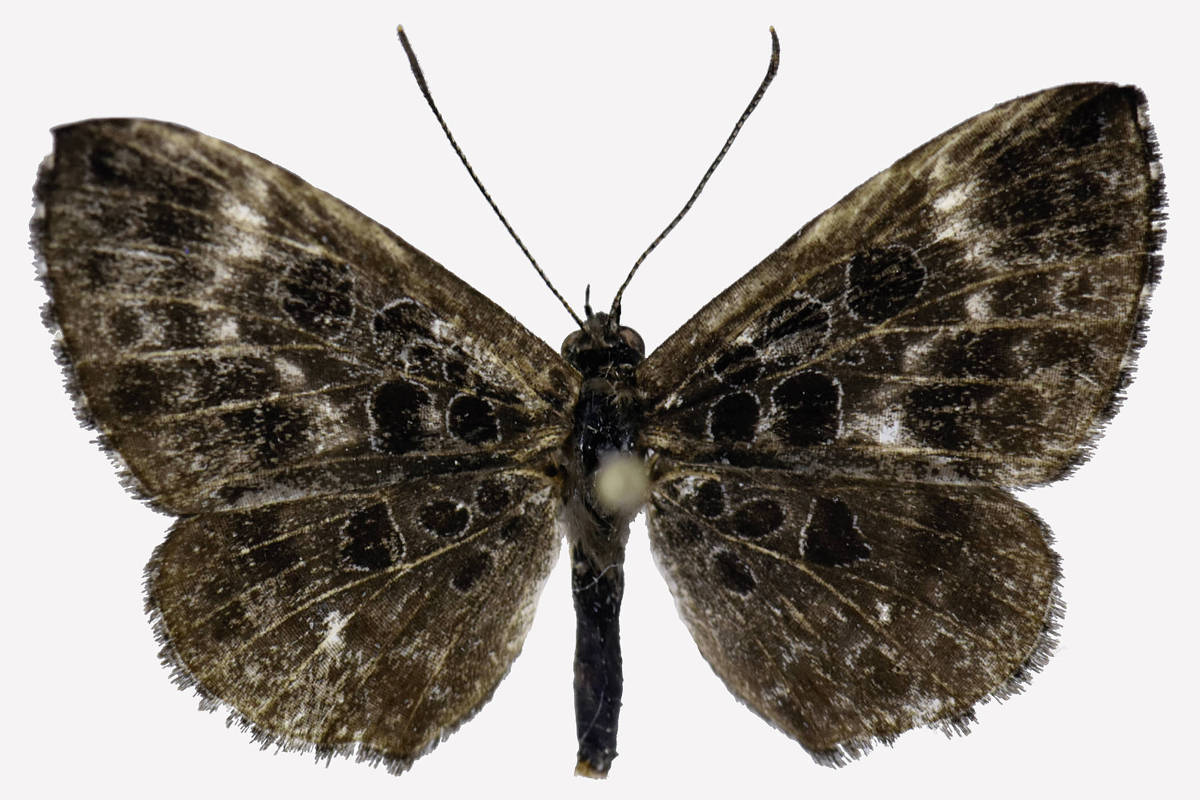 Nova borboleta da Amazônia revela interação com formigas - 29/07/2025 - Ciência