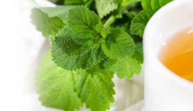 Chá de salvia-da-gripe é bom para quê? Veja benefícios e como fazer