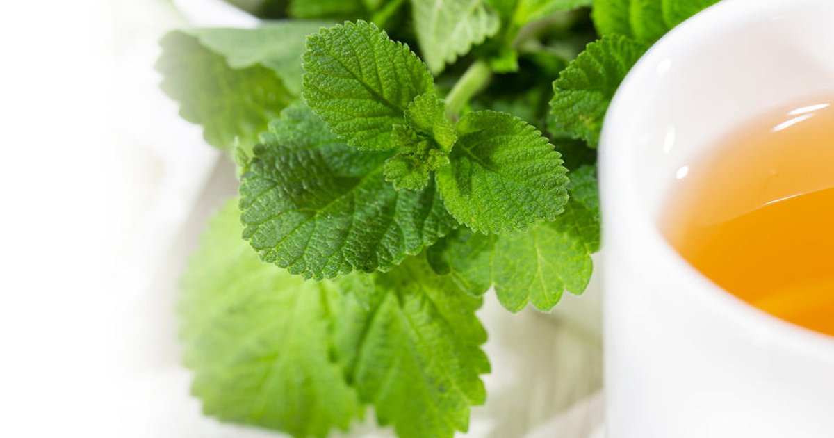 Chá de salvia-da-gripe é bom para quê? Veja benefícios e como fazer