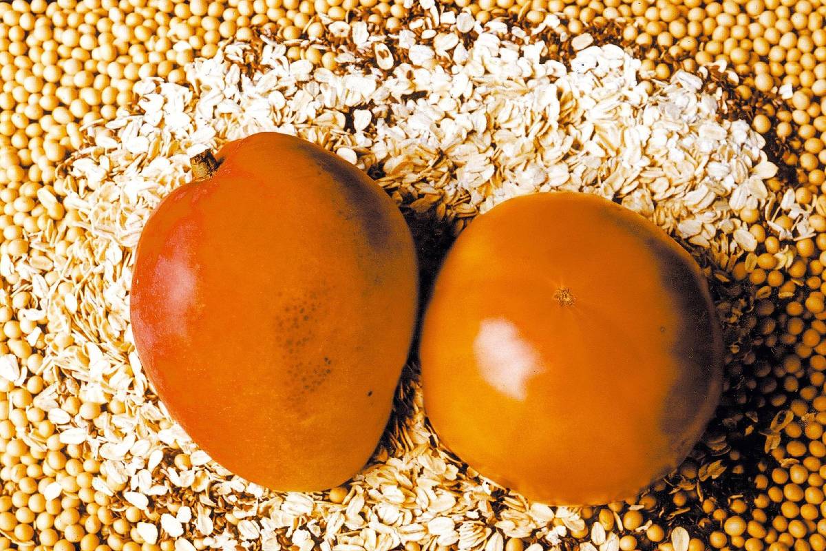 Tarifas de Trump: manga, uvas e açaí não escapam - 31/07/2025 - Mercado