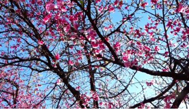 Floração das cerejeiras transforma paisagem em cenário para fotos e encontros - catve.com
