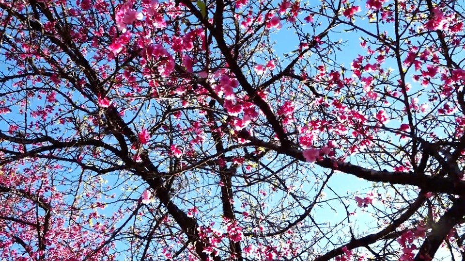 Floração das cerejeiras transforma paisagem em cenário para fotos e encontros - catve.com