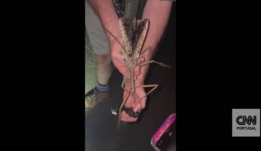 Descobriram um inseto gigante no meio das árvores da Austrália