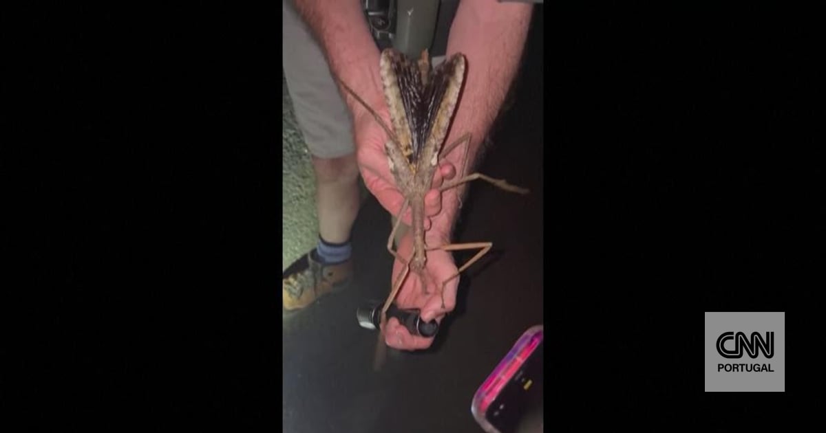 Descobriram um inseto gigante no meio das árvores da Austrália