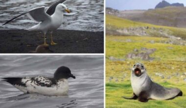 Pesquisadores encontraram cepas do vírus H5N1 em um gaivotão (Larus dominicanus), um leão-marinho-antártico (Arctocephalus gazella) e um petrel-pintado (Daption capense) -  (crédito: Maria Ogrzewalska/Fiocruz)