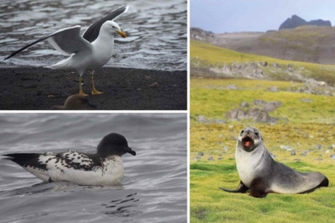 Pesquisadores encontraram cepas do vírus H5N1 em um gaivotão (Larus dominicanus), um leão-marinho-antártico (Arctocephalus gazella) e um petrel-pintado (Daption capense) -  (crédito: Maria Ogrzewalska/Fiocruz)