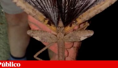 Nova espécie de insecto gigante é a mais pesada da Austrália | Biodiversidade