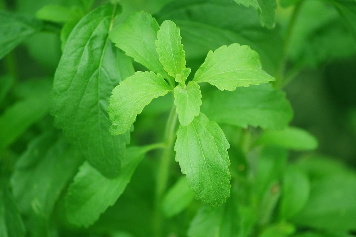 Um adoçante natural e sem calorias pode ser uma arma secreta contra o cancro do pâncreas