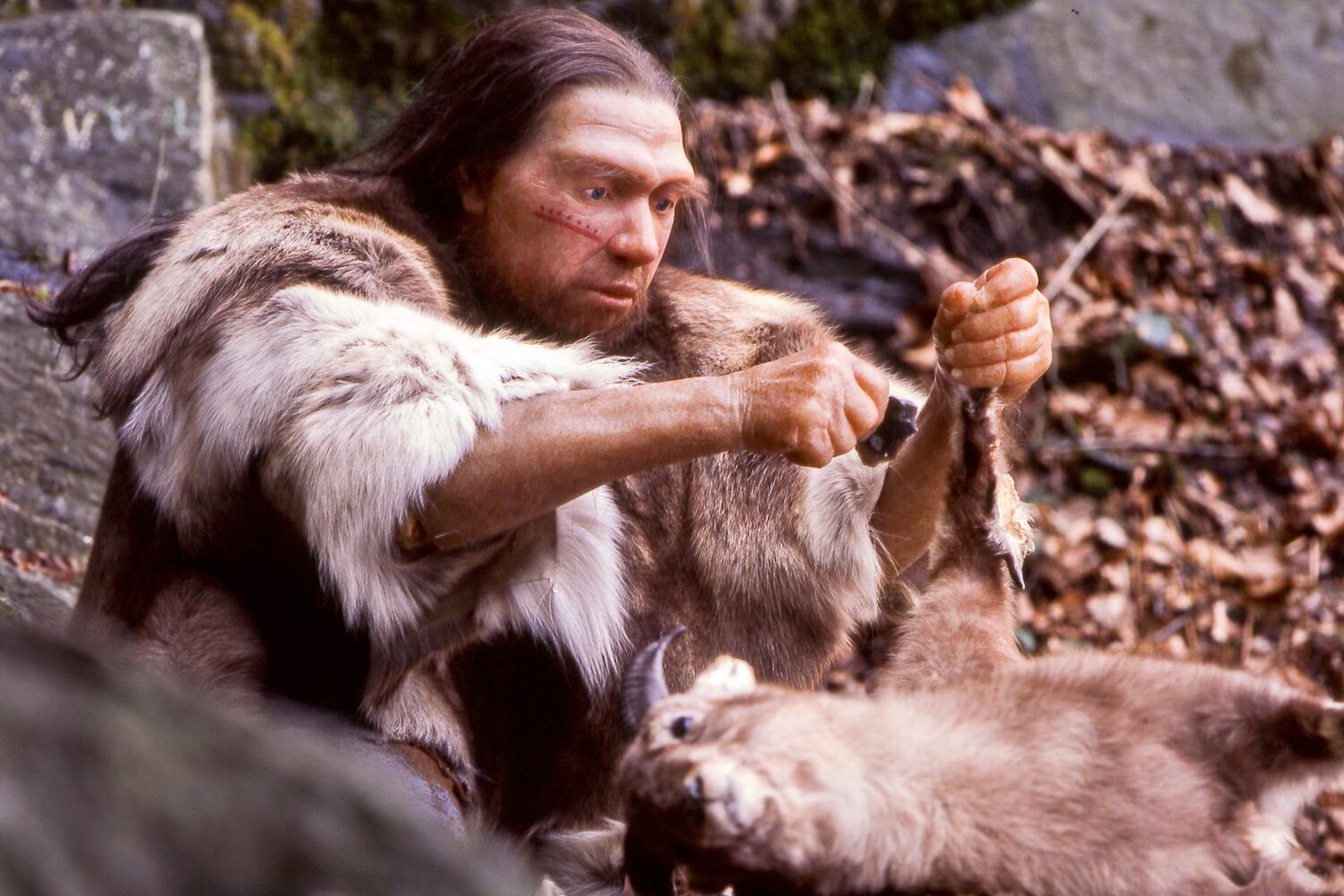 Uma teoria nojenta pode resolver um longo mistério sobre a dieta dos neandertais