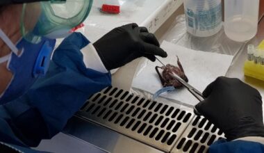 Pesquisadores isolam vírus ‘parente’ do sarampo em morcegos da América Latina