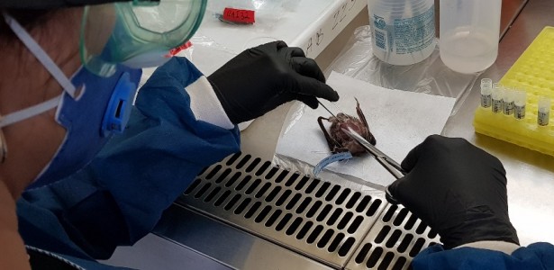 Pesquisadores isolam vírus ‘parente’ do sarampo em morcegos da América Latina