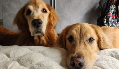 como o ambiente e a rotina doméstica influenciam no peso dos pets, segundo estudo