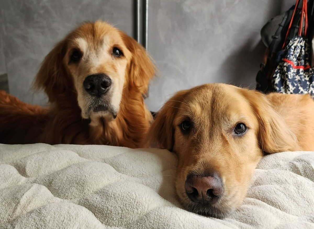 como o ambiente e a rotina doméstica influenciam no peso dos pets, segundo estudo