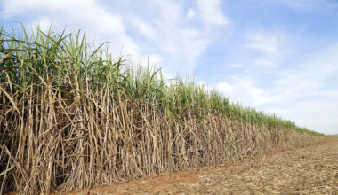 Manejo pré-seca na cana-de-açúcar: produtividade na estiagem