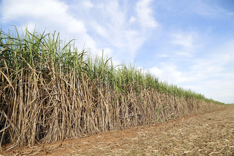 Manejo pré-seca na cana-de-açúcar: produtividade na estiagem