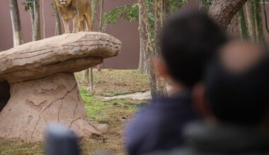 Vídeo: como é o novo Simba Safari em SP