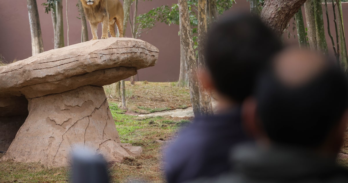 Vídeo: como é o novo Simba Safari em SP