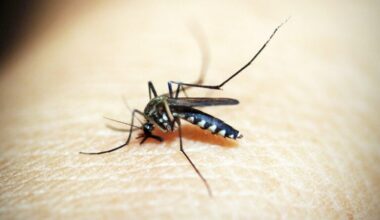 Números de focos do mosquito da dengue mantêm-se estáveis nesta semana