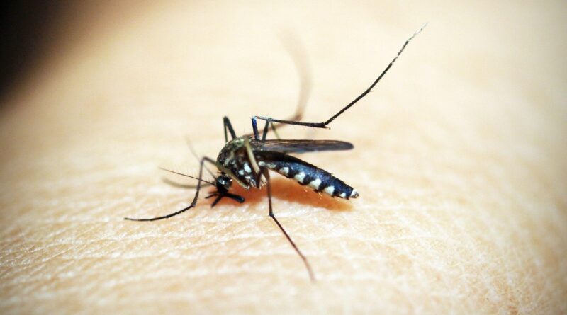 Números de focos do mosquito da dengue mantêm-se estáveis nesta semana