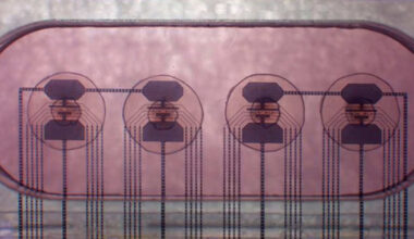 Os cientistas querem construir computadores ‘vivos’ – alimentados por células cerebrais vivas