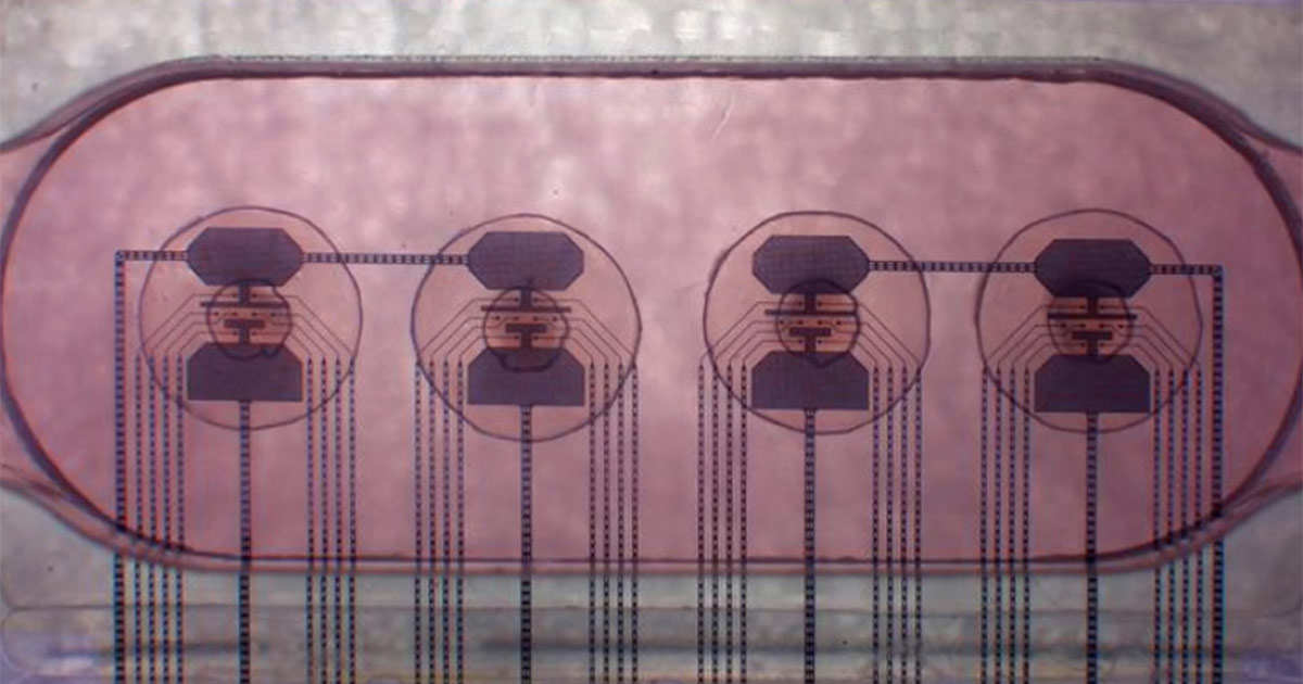 Os cientistas querem construir computadores ‘vivos’ – alimentados por células cerebrais vivas