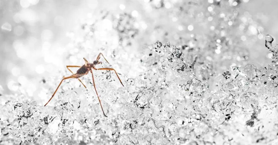 Essas moscas amputam as próprias patas para sobreviver ao frio; veja vídeo