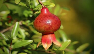 Quem tem mais de 50 anos deve incluir essa fruta na dieta, aponta neurologista