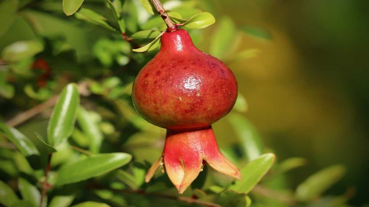 Quem tem mais de 50 anos deve incluir essa fruta na dieta, aponta neurologista