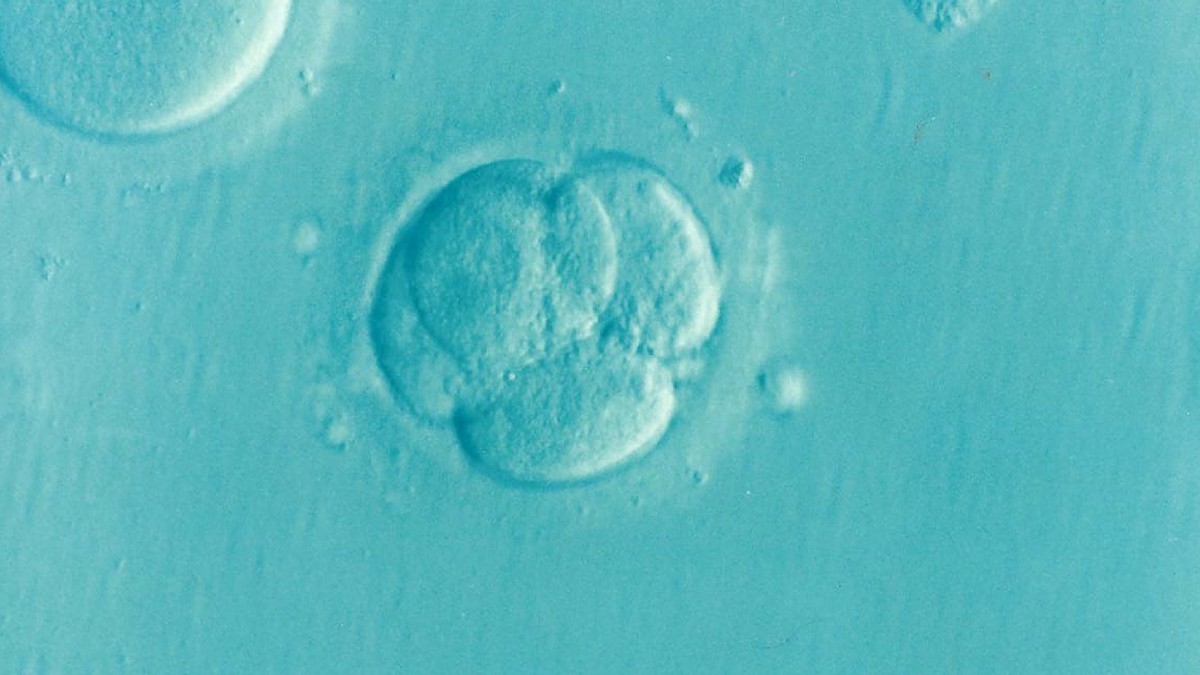 Testes genéticos em embriões podem ajudar mulheres acima de 35 anos a conceber mais rápido