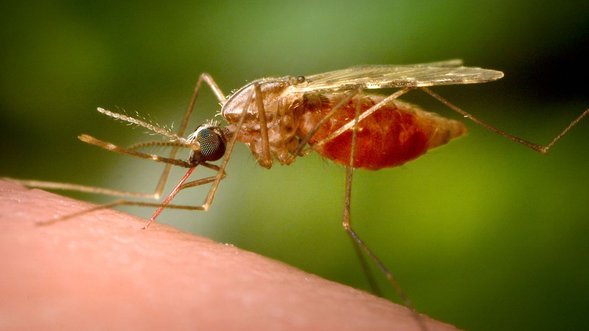 China regista milhares de casos de febre chikungunya