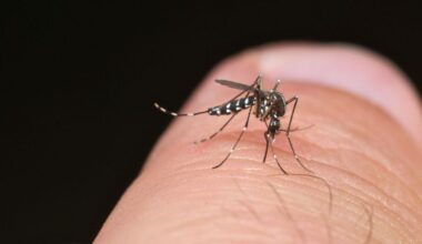 Doenças transmitidas por mosquitos atingem níveis recorde na Europa