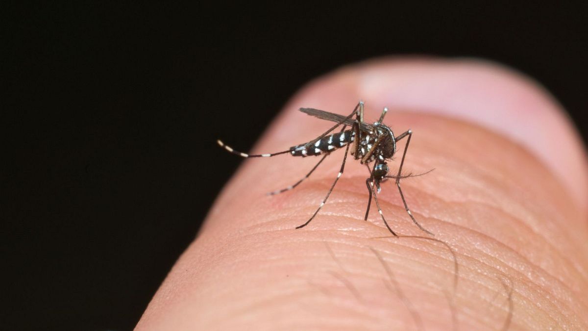 Doenças transmitidas por mosquitos atingem níveis recorde na Europa
